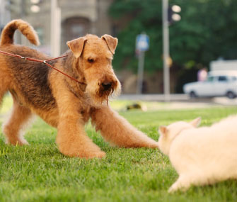 stop dog from chasing cat stop dog from chasing cat